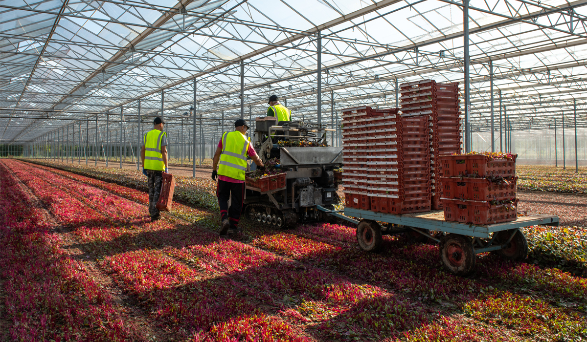 Farm Safety With Blackdown Growers