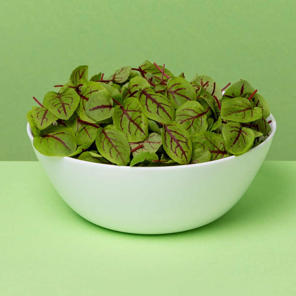 Micro Red Vein Sorrel