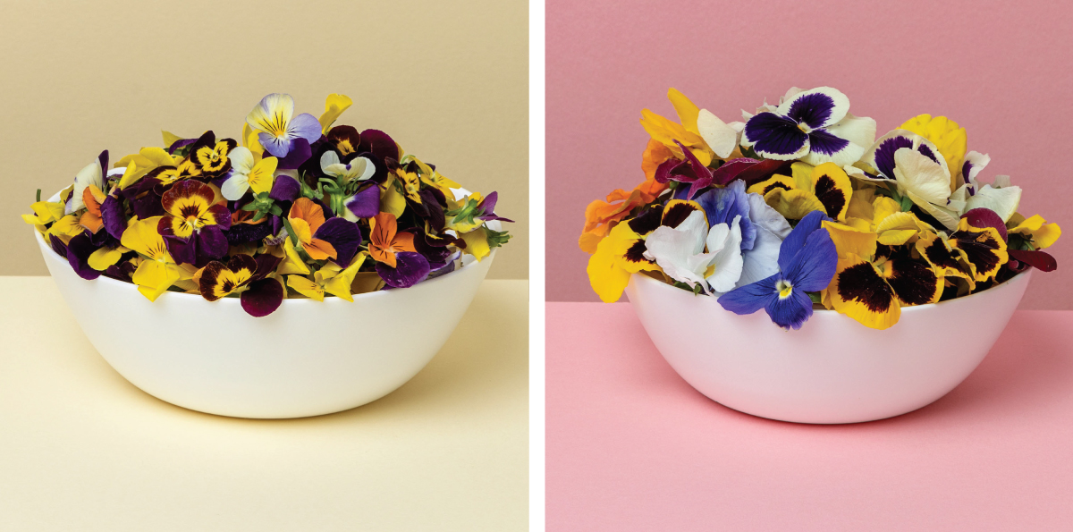 Edible Viola and Pansy Flowers