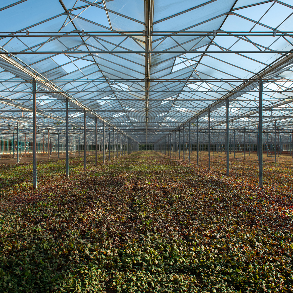 Crop Health at Blackdown Growers